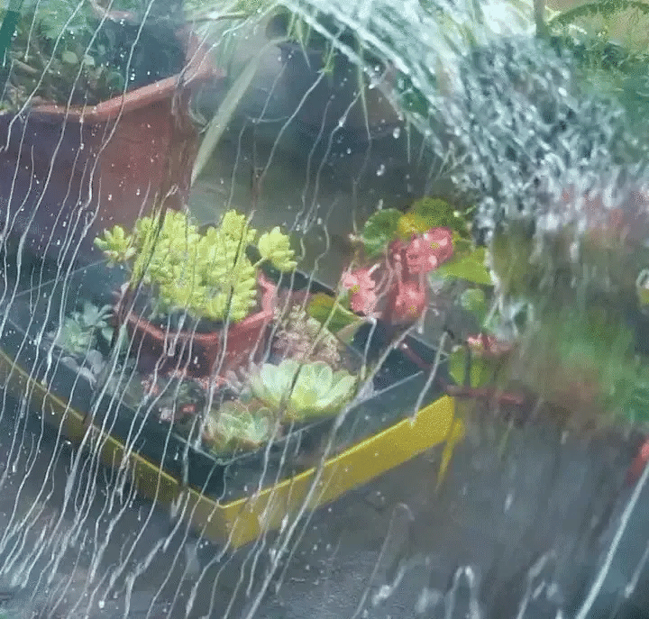 🌧️Heavy-Duty Clear Tarp – Outdoor Coverage Without Blocking the Light