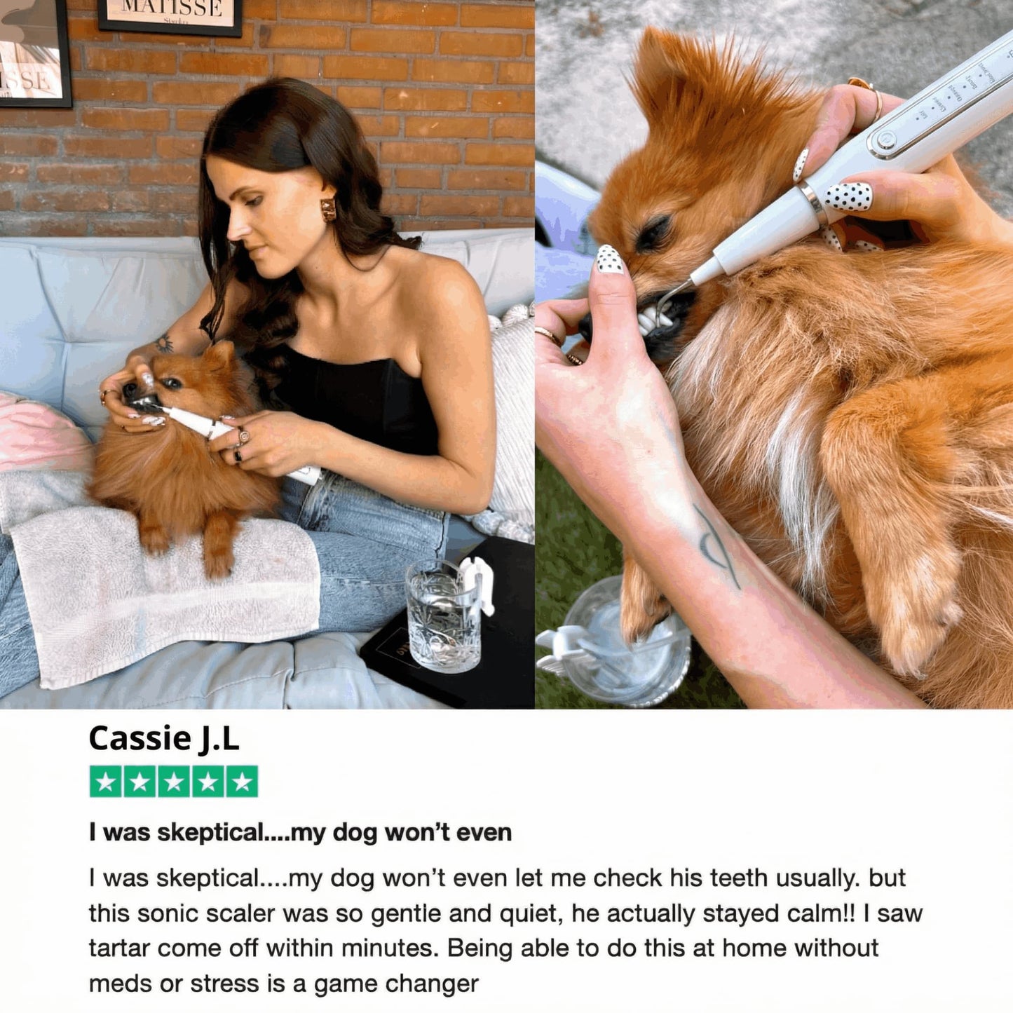 Silent Ultrasonic Plaque & Tartar Remover for dogs