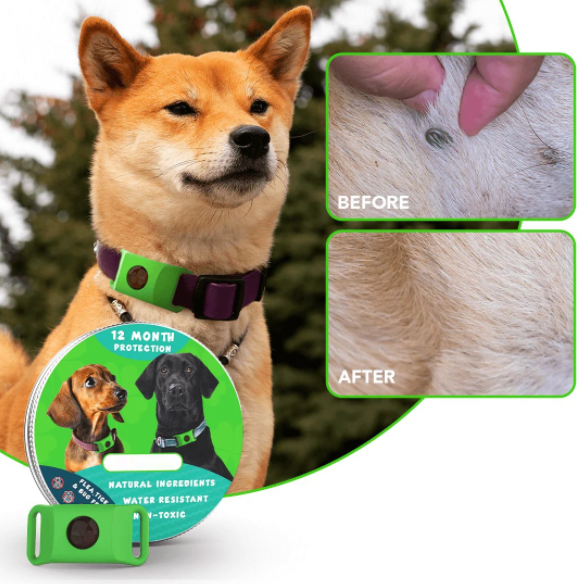 🐕Last Day 60% OFF-✨12 Months Flea and Tick Free