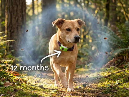 🐕Last Day 60% OFF-✨12 Months Flea and Tick Free