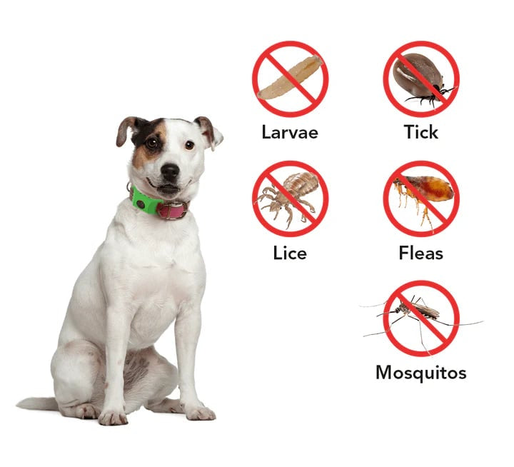 🐕Last Day 60% OFF-✨12 Months Flea and Tick Free